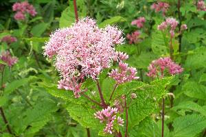 Joe Pie Weed is a common wetland flower in Connecticut